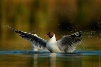 Racek chechtavy - Chroicocephalus ridibundus - Black-headed Gull 9189